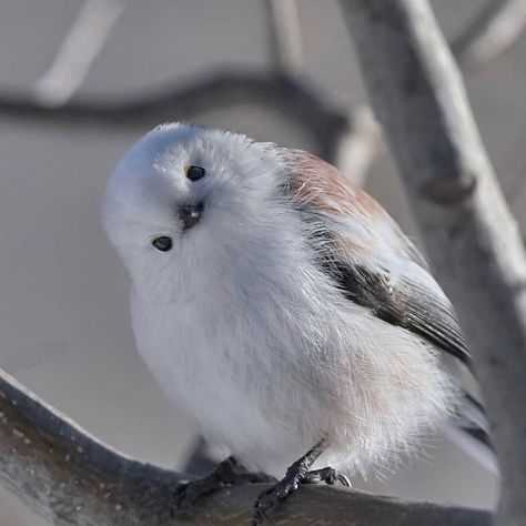 Taxidermy Decor, Japanese Bird, Mix Photo, Super Cute Animals, Airbrush Art, White Bird, Pretty Birds, Cute Birds, Cute Creatures