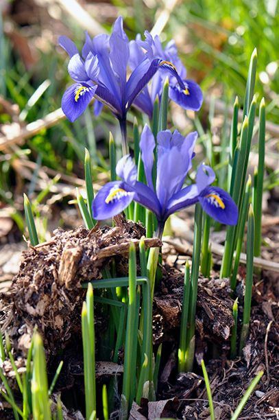 Dutch Iris Garden Ideas, Autumn Planting, Iris Flowers Garden, January Flower, Iris Reticulata, Norfolk Wedding, Dutch Iris, Garden 2023, Spring Things