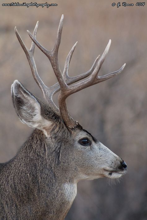 Beulah Colorado, Deer Taxidermy, Whitetail Deer Pictures, Mule Deer Buck, Deer Photography, Big Deer, Deer Hunting Tips, Hunting Pictures, Deer Mounts