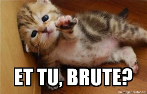 Et tu, Brute?  Hilarious and sad at the same time.  :D :( Cele Mai Drăguțe Animale, Animal Humor, Zombie Walk, Cutest Animals, 웃긴 사진, Funny Cat Pictures, Cat Stuff, Cute Animal Photos, Animal Quotes