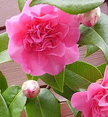 Camelias Plants, Flowers, Nature