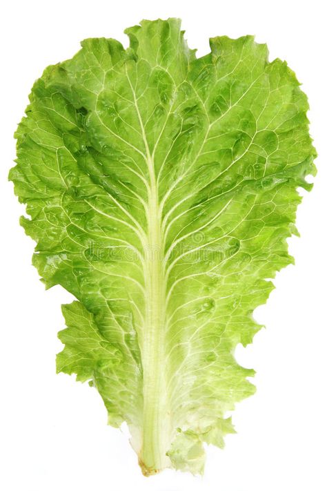 Lettuce leaf. Closeup view isolated on white background , #Ad, #Closeup, #leaf, #Lettuce, #view, #background #ad Painted Garden Rocks, Tattoo Plant, Vegetable Pictures, Pencil Drawings For Beginners, Photo Elements, Noodle Bar, Rainbow Fruit, Leaf Clipart, Creative Gifts For Boyfriend