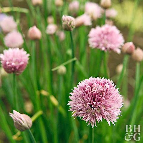 Chives Companion Flowers, Cucumber Companion Plants, Potato Companion Plants, Growing Chives, Chives Plant, Chive Flower, Asparagus Plant, Scented Geranium, Herb Containers