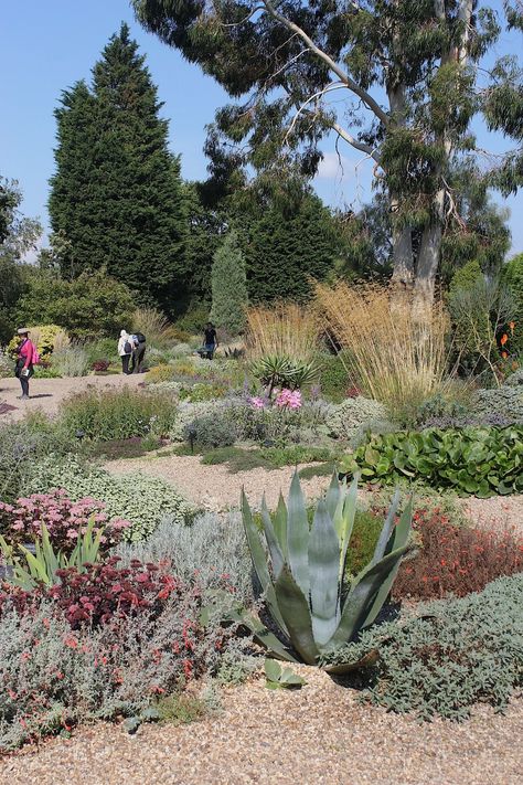 Beth Chatto, Garden Uk, Gravel Landscaping, Piet Oudolf, Seaside Garden, Prairie Garden, Front Garden Design, Dry Garden, Gravel Garden