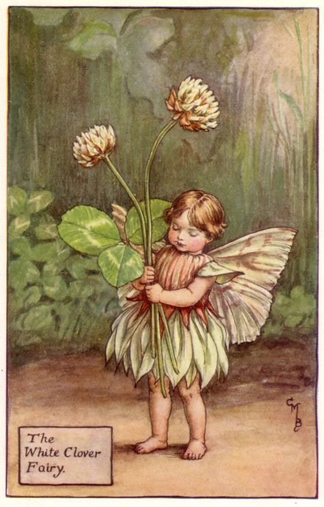 Clover Fairy, Fairy Prints, The Flower Fairies, Flower Fairies Books, White Clover, Fairy Paintings, Fairy Drawings, Cicely Mary Barker, Clover Flower