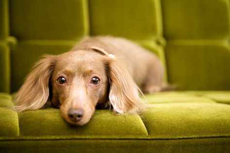 The Best Dog Breeds for Apartment and Condo Living Low Energy Dogs, Pedigree Dog, Green Couch, Companion Dog, Best Dog Breeds, Dog Feeding, Old Dogs, Cat Shelter, Wiener Dog