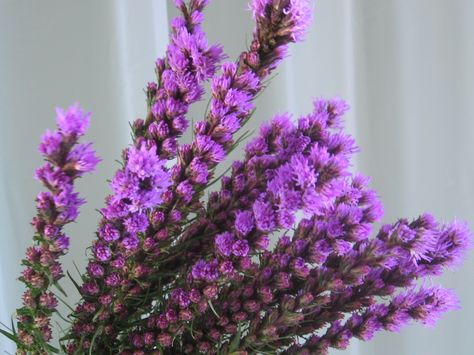 *PURPLE LIATRIS* www.theflowerexchange.com  Purple Liatris is great for any occasion. They are available in a wide array of colors and shape. The stems are 50-60cm (20-24 inch) in length .  We suggest receiving these flowers 2-3 days before the event, in order for the flowers to get re-hydrated and ready for your bouquets or arrangements. Upon receiving the flowers, cut the bottom of each stem and leave them in cold water as they need to be re-hydrated. Liatris Flower, Flower Boquet, Flower Beauty, The Flowers, Bouquets, Cold Water, Floral Design, Purple, Plants