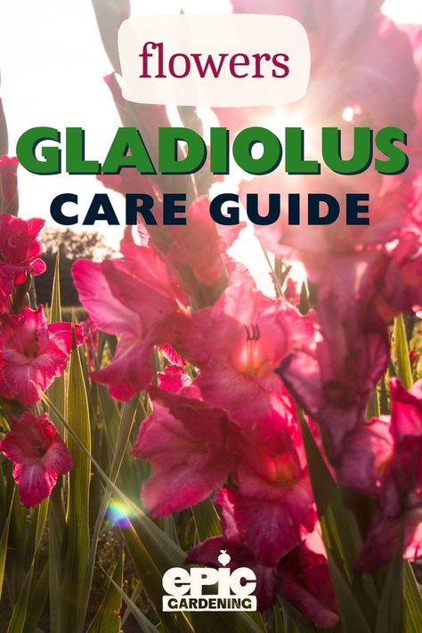 Close up of bright pink gladiolus in a field with the sun peeking through the petals on their tall stems. Gladiolus Flower, Flower Spike, Different Flowers, How To Take, How To Grow, Plant Care, Take Care, Garden Plants, Perennials