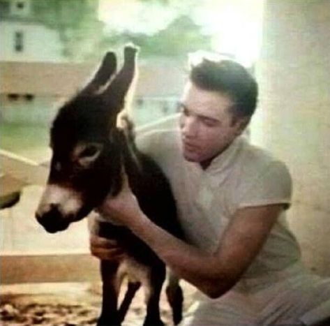 Elvis With Donkeys at Graceland – NSF – Music Magazine Presley Family, Elvis Presley Memories, Elvis Presley Movies, King Elvis Presley, Elvis Presley Images, Young Elvis, Elvis Presley Pictures, Elvis And Priscilla, Elvis Presley Photos