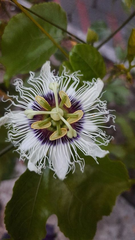 Garden passionfruit flower Passionfruit Flower, Passion Fruit Plant, Passion Fruit Flower, Passion Flowers, Flower Nature, Garden Photography, Nature Garden, Passion Flower, Plant Art