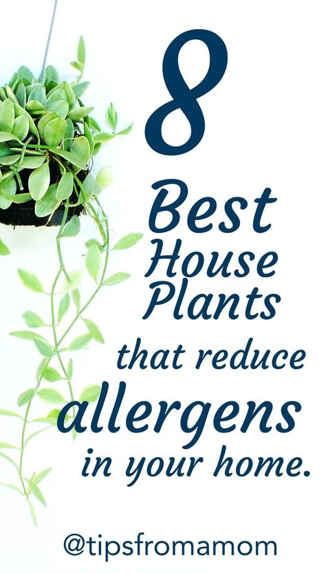 8 Best House Plants That Reduce Allergens In Your Home - Tips from a Typical Mom Indoor Plants Air Purifying, Best Home Plants For Your Health, Plants That Filter Indoor Air, Edible House Plants, Best Plants For Inside The House, House Plants Decor Bedroom, Best Indoor Plants Air Purifier, Air Cleaning House Plants, Indoor Plants Ideas Decor