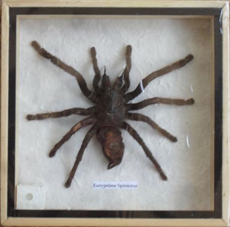 Product description.   Spider insect : Size of the frame approx. 7 X 7 inches. : These beautiful Insects specimens are set displayed in a wooden frame. : Use it in a collection, for a childs education, a gift , or as decoration, For Birthday Gift, and Collectibles : This item is in stock and the item pictured is the same one you will receive with the identical specimens included OR can deviate a little from the picture above.  ***quality product from Thailand.*****  ***this is real beautiful ... Entomology Decor, Insect Display, Taxidermy Bat, Bird Eating, Tarantula Spider, Real Spiders, Taxidermy Display, Animal Taxidermy, Framed Insect