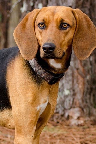 Bluetick Coonhound Tattoo, Tree Walker Coonhound, Blue Tick Hound Bluetick Coonhound, Walker Hound, English Coonhound, Walker Coonhound, Treeing Walker Coonhound, Dog Id, Hound Dog