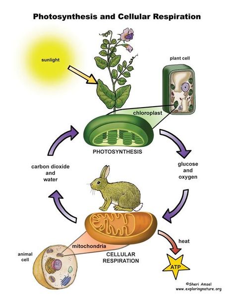 Great diagram for teaching photosynthesis and respiration. Has a blank on site to use for assessment. Cellular Respiration Diagram, Teaching Photosynthesis, Cellular Respiration And Photosynthesis, Cell Respiration, Photosynthesis And Cellular Respiration, Science Cells, Cellular Respiration, Biology Classroom, Ap Biology