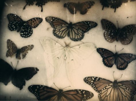 Butterflies & moths Butterfly Nursery Decor, Photos Animals, Fairy Grunge Aesthetic, Dark Fairycore, Butterfly Nursery, Grunge Fairycore, Grunge Fairy, Fairy Aesthetic, Dark Fairy