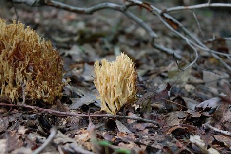 Wild Edibles: Coral Mushrooms Mushrooms Edible, Medicinal Recipes, Mushrooms Stuffed, Medicinal Wild Plants, Flowers And Mushrooms, Morel Mushrooms, Bushcraft Skills, Morel Mushroom, Edible Mushrooms