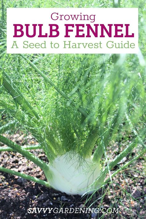 Growing Bulb Fennel. A fennel seed-to-harvest gardening guide. Learn here how to grow fennel in your vegetable garden. Growing bulb fennel in containers or the garden. From direct sowing fennel seeds to planting fennel transplants. Get these ideas and tips for growing fennel. #VegetableGarden Growing Fennel, Garden Allotment, Chamomile Growing, Growing Vegetables In Pots, Planting Garlic, Gardening Guide, Growing Bulbs, Growing Lettuce, Growing Cucumbers