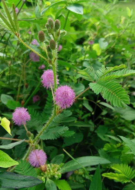 Free download pictures Makahiya Plant, Free Download Pictures, Medicinal Herbs, Download Pictures, Photo Location, Flower Pictures, Online Photo, Beautiful Flowers, Photo Sharing