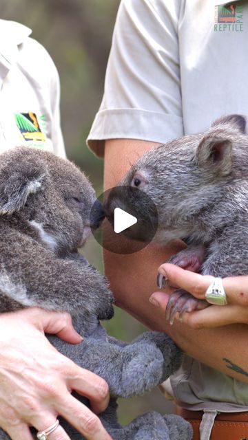 Cute Wombat, Baby Wombat, Baby Capybara, Baby Koala, Koala Baby, Baby Feeding, Reptiles, Koala, Baby Animals