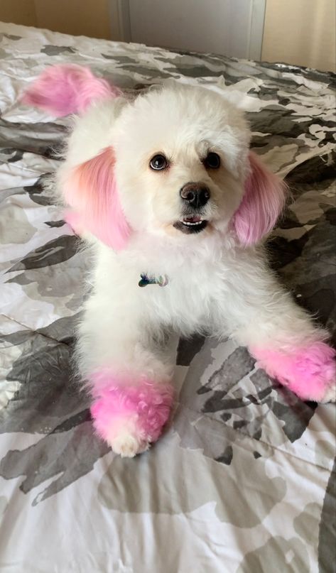 Dog With Pink Hair, Dog With Dyed Fur, Pet Dye Ideas, Dog Dyed Fur, Maltese Dog Hair Dye, Dog Fur Dye, Dog Fur Dye Ideas, Poodle Hair Dye Ideas, Dogs With Dyed Fur