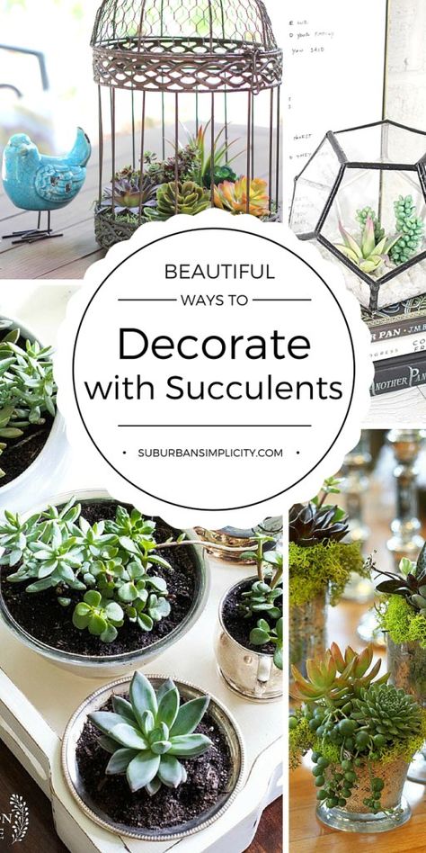 Decorating With Succulents, Rockery Plants, Propagation Plants, Succulent Diy, Decorative Plants, Succulent Gardening, Winter Ideas, Succulents In Containers, Succulents Indoor