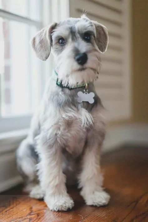 10 Healthiest Dog Breeds Parti Schnauzer, Schnauzer Cut, Healthiest Dog Breeds, Schnauzer Grooming, Schnauzer Mix, Mini Schnauzer Puppies, Mini Schnauzers, Photo Animaliere, Summer Cut