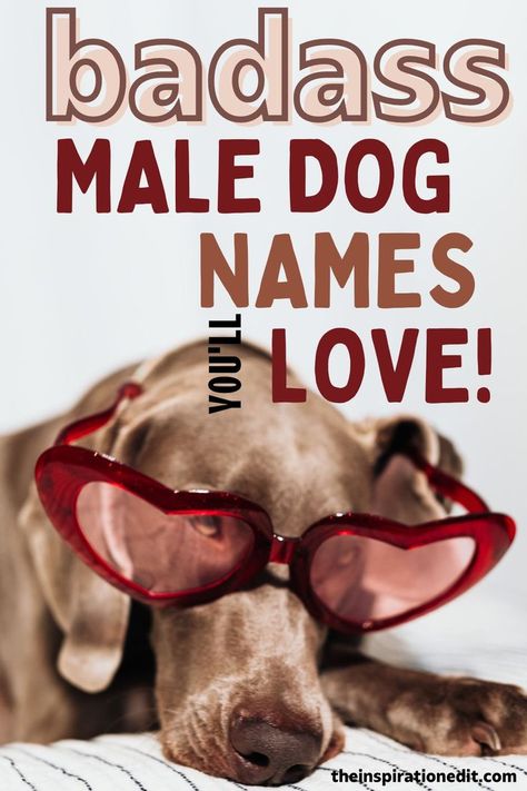 Recently got yourself a dog and are struggling with finding a cute male dog name? Here's my list of top male dog names that you will love. Dogs Names List.Pet Names For Dogs.Big Dog Names.Names For Male Dogs.Dog Names Male Cool Dog Names Boys.Names For Male Dogs.Dog Names Unique.Boy Dog Names Unique Cute Male Puppy Names, Boy Puppy Names Unique, Cool Dog Names Boys, Male Dog Names List, Dog Names With Meaning, Cool Dog Names, Names For Male Dogs, Male Dog Names Unique