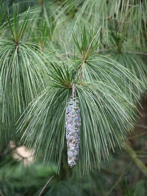 Eastern white pine is a tree to treasure Pinus Strobus, Sweet Fern, White Pines, White Pine Tree, Deer Fence, Pine Essential Oil, Eastern White Pine, Live Tree, Fast Growing Trees