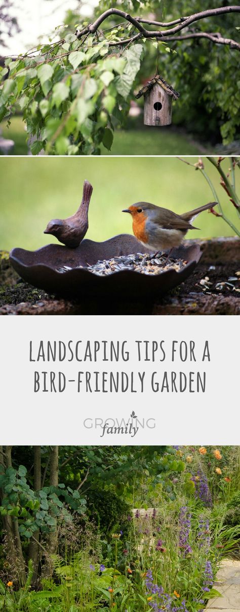 Want to encourage more wild birds to visit your garden? Check out these tips for creating a bird-friendly garden and create the perfect place to perch! Wildlife Garden Design, Flower Garden Pictures, Backyard Birds Sanctuary, Avocado Dessert, Rock Garden Landscaping, Wildlife Gardening, Pollinator Garden, Wildflower Garden, Garden Pictures