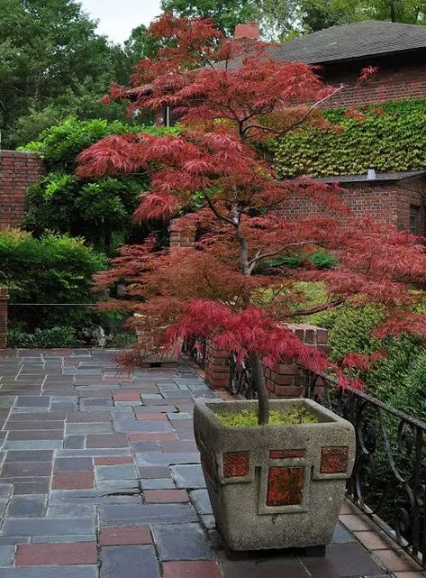 Container Garden Design, Japanese Maple Tree, Japanese Garden Design, Potted Trees, Garden Containers, Japanese Maple, Maple Tree, Garden Trees, Container Plants