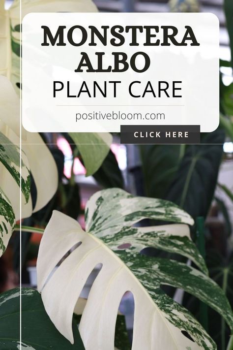 Read on to find out the basic care requirements for monstera albo, learn more about dealing with its common issues, and discover stunning types along the way. Monstera Plant Care, Fresh Living Room, Monstera Albo, Living Room Plants, Monstera Plant, House Plants Indoor, Plant Collection, Grow Your Own, Tropical Plants