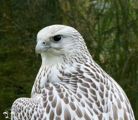 white falcon | White Falcon White Falcon Aesthetic, White Eagle Aesthetic, Falcon Aesthetic Bird, White Animal Aesthetic, Falcon Aesthetic, House Hightower, I Pinky Promise, Aedion Ashryver, Throne Of Glass Characters