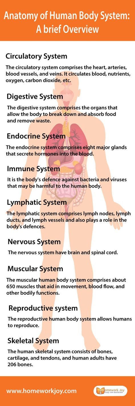 The #human #body #system refers to the group of organs that work together to perform certain functions in a human body. #Read further to know about the functions each system performs. #education #homeworkjoy #study #tips The Human Body An Orientation Notes, Facts About Human Body Science, Human Body Circulatory System, Organ Functions, Fitness Knowledge, Anatomy Of Human, Biology Book, Human Body System, Biology Diagrams