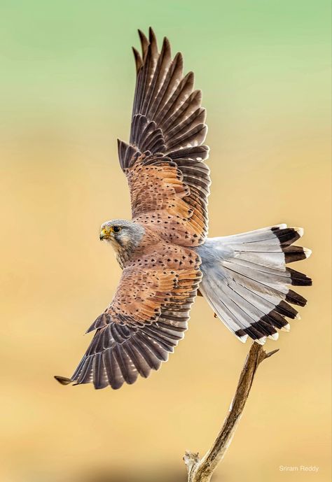 Common Kestrel, Wild Birds Photography, Raptors Bird, Eagle Drawing, Eagle Images, Eagle Pictures, Bird Hunting, Owl Pictures, Kinds Of Birds