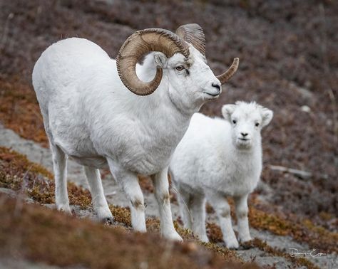 Wild Sheep, Dall Sheep, Goats And Sheep, Alice Angel, Mini Paintings, Big Game, Happy Father, Wildlife Photography, Animals Wild