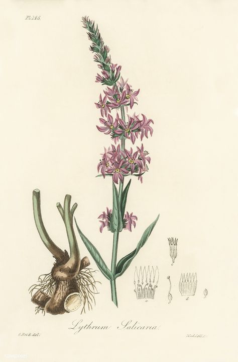 Purple loosestrife (Lythrum salicaria) illustration from Medical Botany (1836) by John Stephenson and James Morss Churchill. Purple Loosestrife Plants, Lythrum Salicaria, Flower Anatomy, Purple Loosestrife, Succulents Illustration, Vintage Plants, Poster Purple, Botany Illustration, Tattoo Flowers