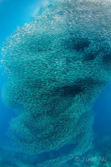 Corkscrew--swirling school of fish... Kind of looks like a skull... Life Under The Sea, Beneath The Sea, School Of Fish, Life Aquatic, Underwater Creatures, Underwater Life, Water Life, Beautiful Fish, Ocean Creatures