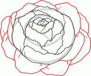 How to Draw a Peony, Peony Flower, Step by Step, Flowers, Pop Culture, FREE Online Drawing Tutorial, Added by Dawn, February 14, 2013, 1:15:48 pm Drawing Flowers Step By Step, Draw A Peony, Peonies Drawing, Draw A Flower, Flowers Step By Step, Draw A Rose, Drawing 101, Peony Drawing, Stationary Ideas