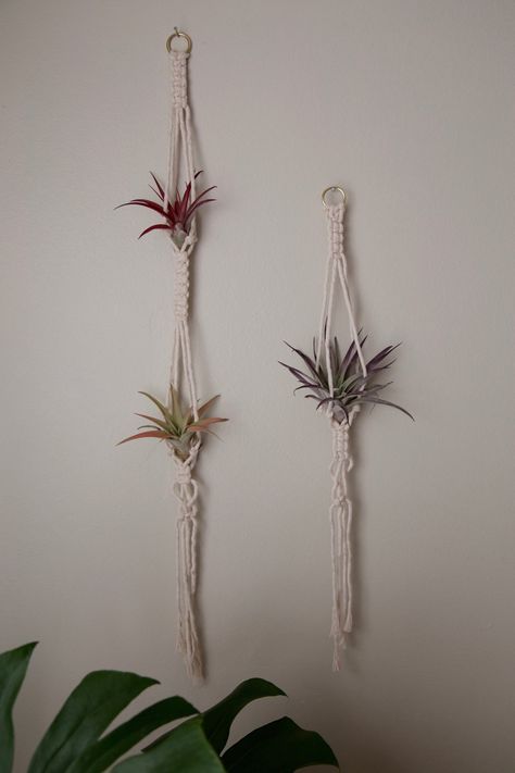 hanging macrame planters for air plants Air Plant Display Ideas, Air Plant Garden, Air Plants Decor, Plant Display Ideas, Hanging Plants Diy, Gardening Decor, Macrame Planter, Macrame Hanging Planter, Makramee Diy