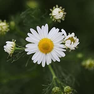 30000 Chamomile Seeds - Non-GMO White Daisy Flower Or German Chamomile Flower Seeds | Chamomile Seeds | Matricaria Chamomilla Scarborough Seeds for Planting Matricaria Recutita Herb Flower Flower Patio, Matricaria Recutita, Chamomile Seeds, German Chamomile, White Daisy Flower, Chamomile Flower, Chamomile Flowers, White Daisy, Bulb Flowers