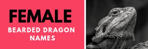 230+ Bearded Dragon Names for Your Rugged Reptile | PetHelpful Bearded Dragon Names, Badass Beard, Mulan Mushu, Dragon Names, Dragon Heart, Cool Dragons, Female Dragon, Dragon Girl, Great Names