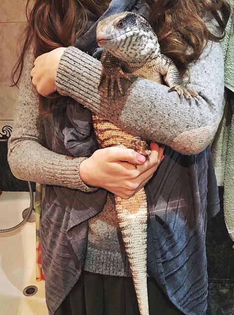 This Lizard Proves That Reptiles Can Be Cute Pets Too Savannah Monitor, Pet Lizards, Cute Lizard, Reptile Room, Monitor Lizard, Cute Reptiles, Reptile Snakes, Reptiles Pet, Cute Pets