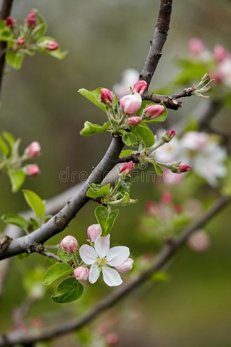 Tree branch with pink flower buds close-up on green blurred background. Apple blossoms stock photos Green Blurred Background, Apple Tree Blossoms, Tree Buds, Apple Blossoms, Blurred Background, Apple Blossom, Flower Bud, Tree Branch, Robins