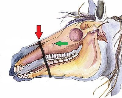 Horses Head, Horse Markings, Bitless Bridle, Horse Care Tips, Horse Info, Horse Anatomy, Natural Horsemanship, Horse Training Tips, Horse Gear