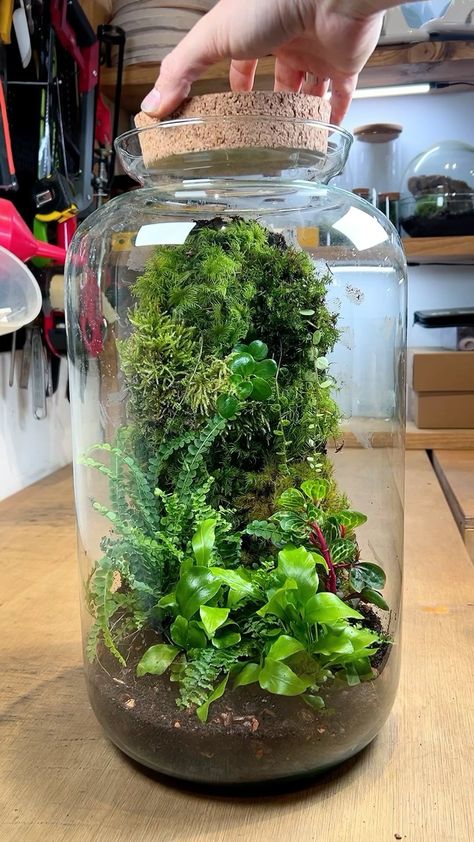 Instagram Terrarium Soil, Closed Terrarium Plants, Diy Succulent Terrarium, Indoor Water Garden, Plants Diy, Beautiful Terrariums, نباتات منزلية, Nature Home, Bottle Garden