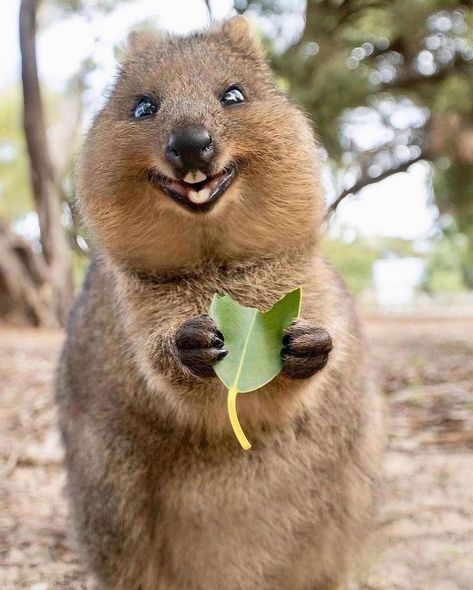 EARTH OFFICIAL on Instagram: “Here’s a Happy quokka with a smile 😊❤️ Tag someone to brighten up their day! Photos by @cruzysuzy #earthofficial” Happiest Animal, A Smile, The Weekend, The World, Animals, On Instagram, Instagram