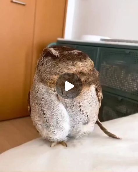 Owl Lovers on Instagram: "Chirol the owl will make your day better, he is so curious and he loves to take baths! 🛁😍
(@chirol_dayo)" Funny Owl Quotes, Owl Quotes, Funny Owls, Make Your Day Better, Screech Owl, Owl Lovers, Make Your Day, Make Your, Make It Yourself