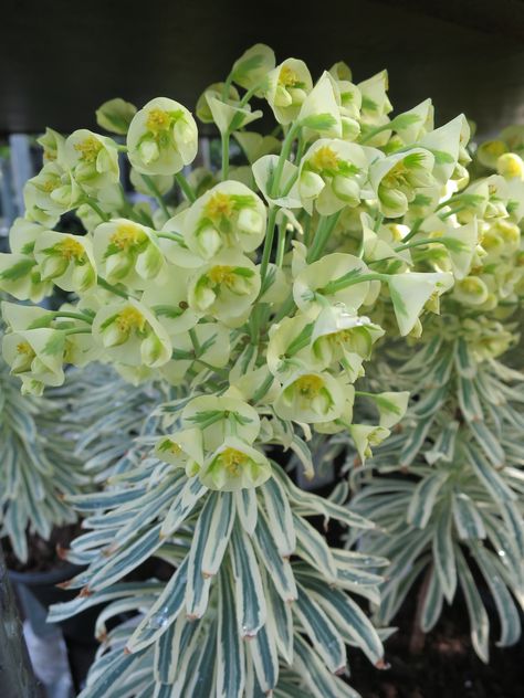 Euphorbia cha. 'Tasmanian Tiger' Tasmanian Tiger, Foliage Plants, Plants