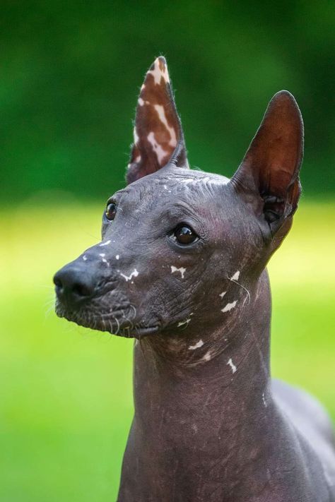 Gruffalina's... - Gruffalina's Hairless Dogs - PSPP & AHT Hairless Dogs, Peruvian Hairless Dog, American Hairless Terrier, Hairless Terrier, Mexican Hairless Dog, Hairless Dog, Ancient Animals, Dream Dog, Cuddly Animals