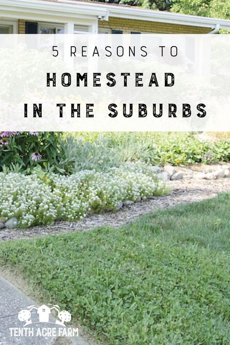 How To Homestead In The City, Apartment Homesteading, Suburban Homesteading, Homestead Gardening, Farmhouse Life, Suburban Home, Raising Farm Animals, Acre Homestead, Modern Homesteading